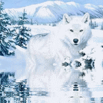 Avatar de loup blanc